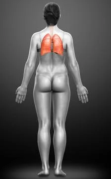 3d rendered, medically accurate illustration of a female lung anatomy Stock Illustration