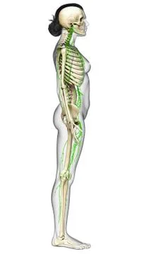 3d rendered medically accurate illustration of a female lymphatic system Stock Illustration