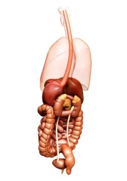 3d rendered medically accurate illustration of  Digestive System 스톡 일러스트