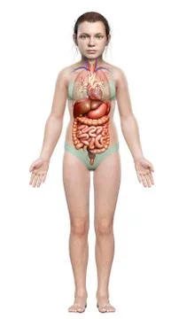 3d rendered medically accurate illustration of young girl Digestive System Stock Illustration