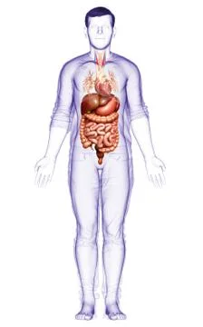 3d rendered medically accurate illustration of male Digestive System  and hea 스톡 일러스트