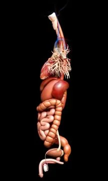 3d rendered medically accurate illustration of Digestive System  and heart 스톡 일러스트