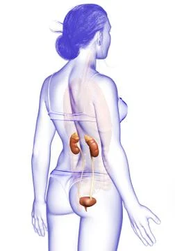 3d rendered, medically accurate illustration of female   kidneys Stock Illustration