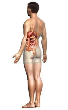 3d rendered medically accurate illustration of male Digestive System. 库存插图