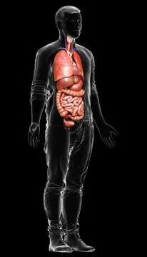 3d rendered medically accurate illustration of male  Internal organs Stock Illustration
