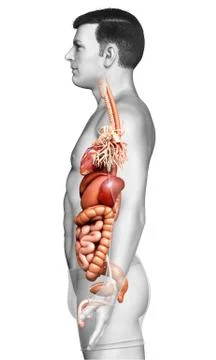 3d rendered medically accurate illustration of male Digestive System. Stock Illustration