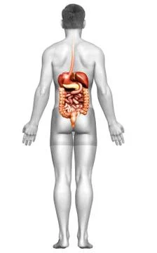 3d rendered medically accurate illustration of male Digestive System. 스톡 일러스트
