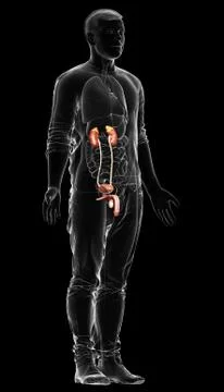 3d rendered, medically accurate illustration of the kidneys Stock Illustration