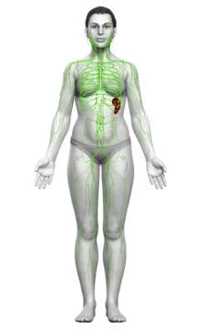 3d rendered medically accurate illustration of a female lymphatic system Stock Illustration