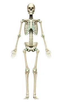 3d rendered, medically accurate illustration of the skeleton system Stock Illustration