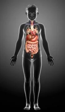 3d rendered medically accurate illustration of Boy Digestive System  and hear Stock Illustration
