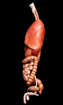 3d rendered medically accurate illustration of Internal organs Stock Illustration