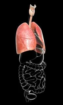 3d rendered, medically accurate illustration of a lung anatomy Stock Illustration