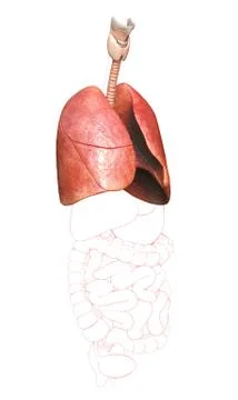 3d rendered, medically accurate illustration of a lung anatomy Stock Illustration