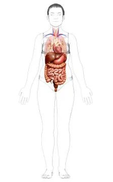 3d rendered medically accurate illustration of Female Digestive System  and h 스톡 일러스트