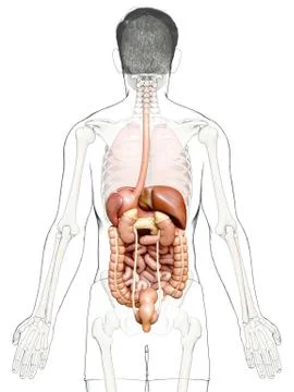 3d rendered medically accurate illustration of male Digestive System. Stock Illustration