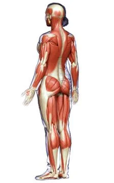 3d rendered medically accurate illustration of a female muscle system Stock Illustration