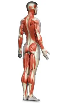 3d rendered medically accurate illustration of a male muscle system Stock Illustration