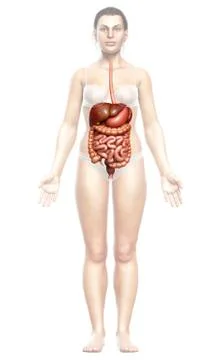 3d rendered medically accurate illustration of female Digestive System. 库存插图