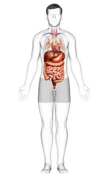 3d rendered medically accurate illustration of male Digestive System  and hea Illustrazione stock
