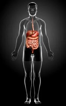 3d rendered medically accurate illustration of male Digestive System. 스톡 일러스트