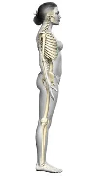 3d rendered, medically accurate illustration of a female skeleton system Stock Illustration