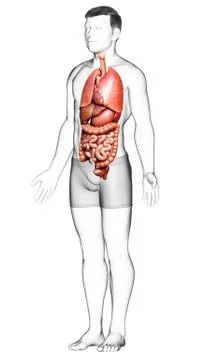 3d rendered medically accurate illustration of male  Internal organs Stock Illustration