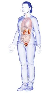 3d rendered, medically accurate illustration of female   kidneys Stock Illustration