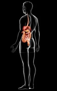 3d rendered medically accurate illustration of male Digestive System. Stock Illustration