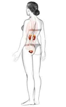 3d rendered, medically accurate illustration of female   kidneys Stock Illustration
