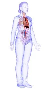 3d rendered, medically accurate illustration of a female lung anatomy Stock Illustration