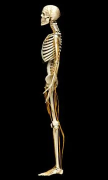 3d rendered medically accurate illustration of the nervous system and skeleto Stock Illustration