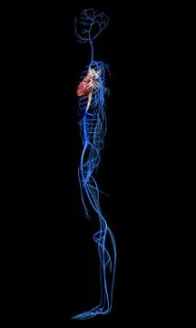3d rendered medically accurate illustration of the Veins . Stock Illustration