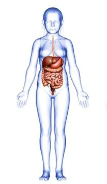 3d rendered medically accurate illustration of young girl Digestive System Stock Illustration