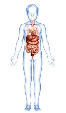 3d rendered medically accurate illustration of boy Digestive System. Stock Illustration