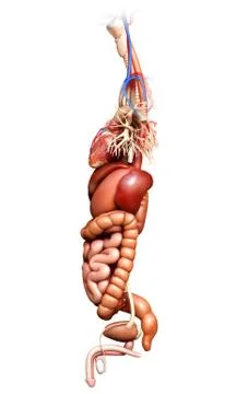 3d rendered medically accurate illustration of  Digestive System  and heart 스톡 일러스트