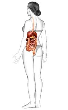 3d rendered medically accurate illustration of female Digestive System. 스톡 일러스트