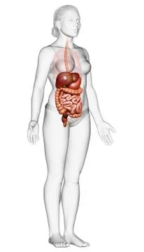 3d rendered medically accurate illustration of female Digestive System. Stock Illustration
