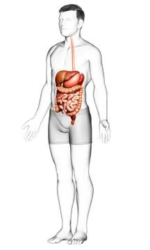 3d rendered medically accurate illustration of male Digestive System. Stock Illustration