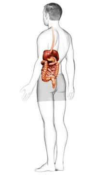 3d rendered medically accurate illustration of male Digestive System. Illustrazione stock