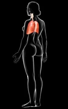 3d rendered, medically accurate illustration of a female lung anatomy Stock Illustration