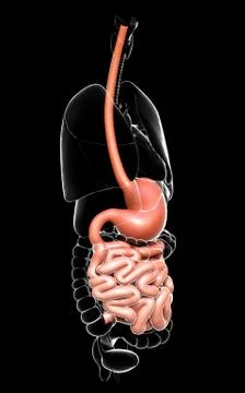3d rendered, medically accurate illustration of stomach and small intestine Stock Illustration