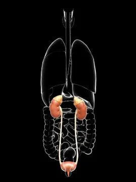 3d rendered, medically accurate illustration of the kidneys and urinary syste Stock Illustration
