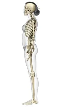 3d rendered, medically accurate illustration of a female skeleton system Stock Illustration