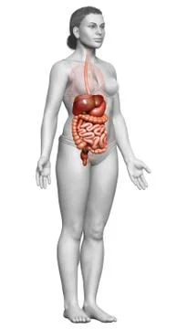 3d rendered medically accurate illustration of female Digestive System. 스톡 일러스트