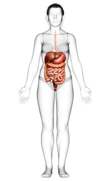 3d rendered medically accurate illustration of female Digestive System. 스톡 일러스트