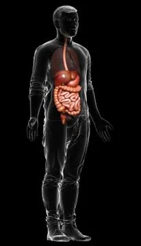 3d rendered medically accurate illustration of male Digestive System. 스톡 일러스트