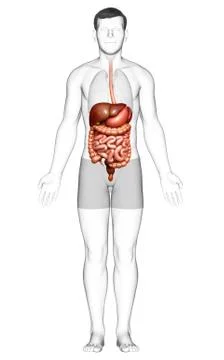 3d rendered medically accurate illustration of male Digestive System. Stock Illustration