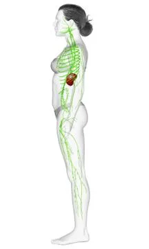 3d rendered medically accurate illustration of a female lymphatic system Stock Illustration