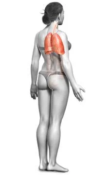 3d rendered, medically accurate illustration of a female lung anatomy Stock Illustration